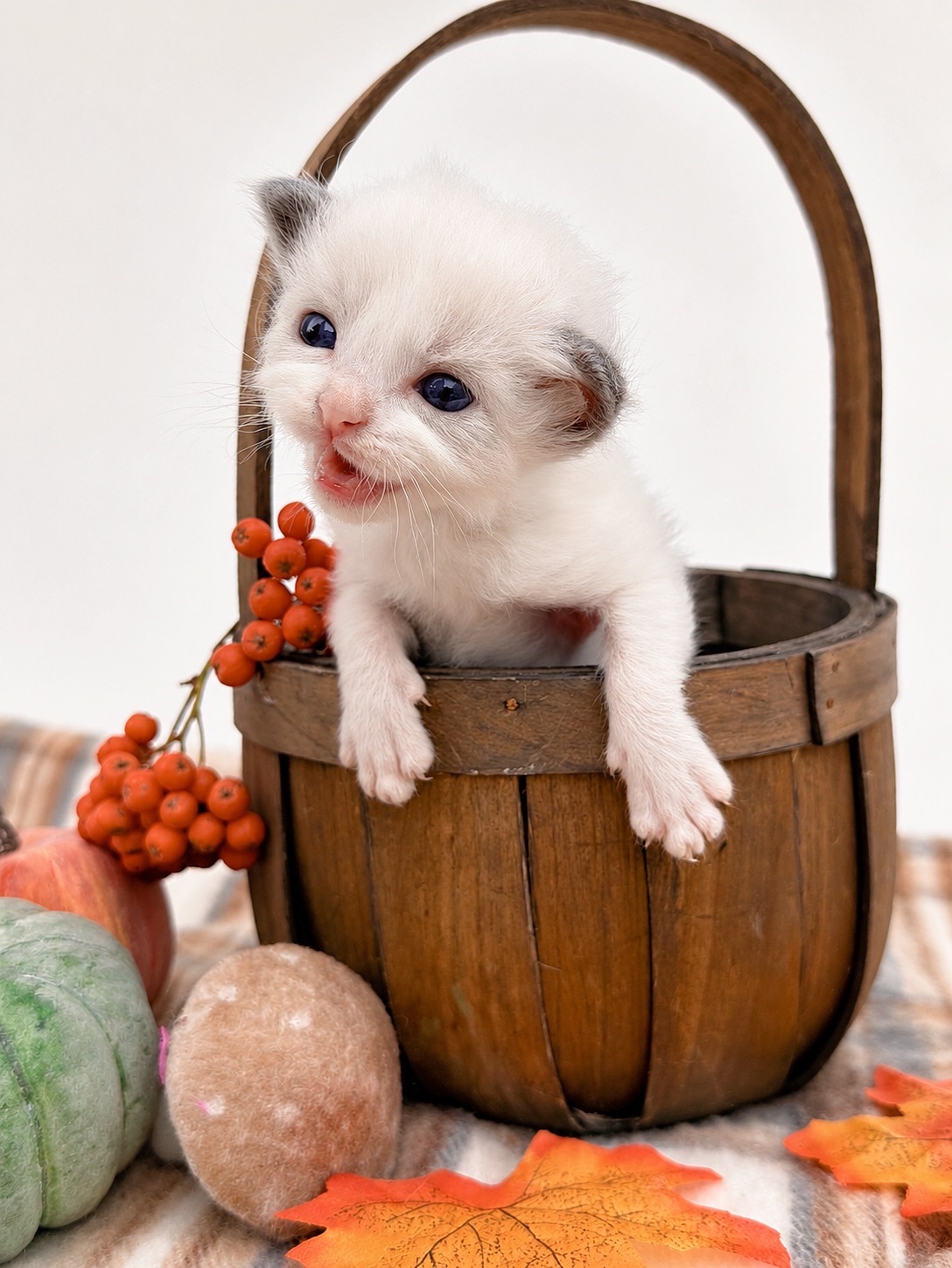 Fabian, an available blue bicolor Ragdoll kitten at Lapdolls Cattery