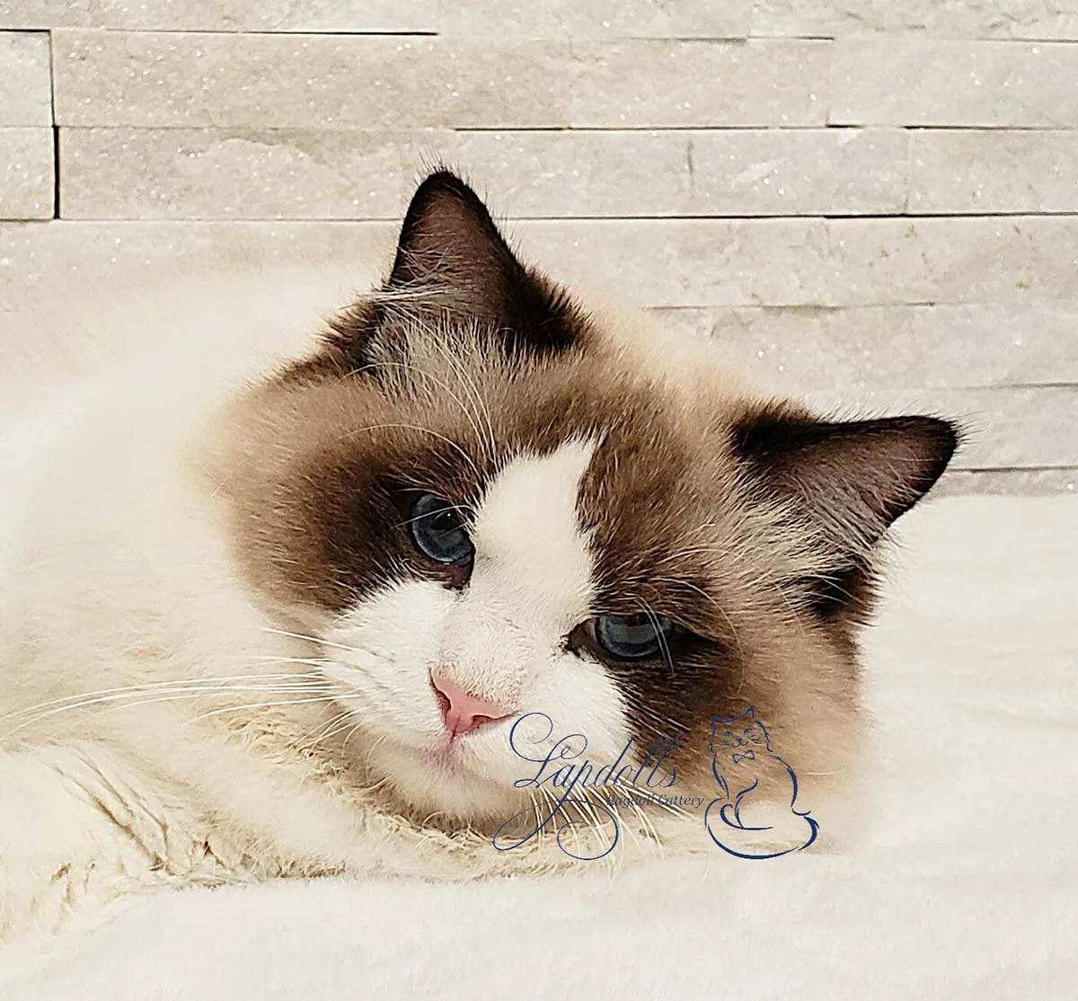 Linton, a seal bicolor Ragdoll king at Lapdolls Cattery