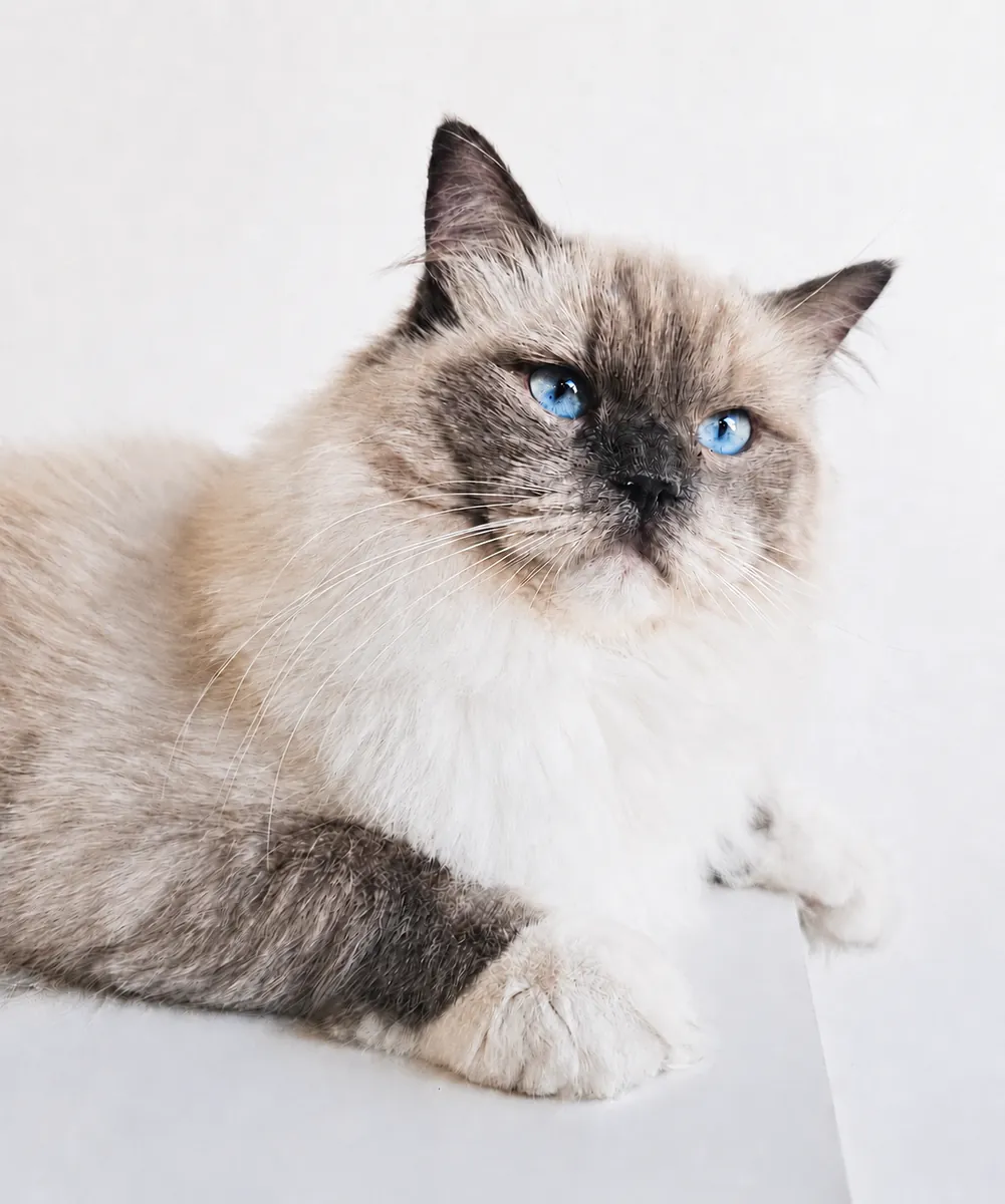 Moonlight, a blue point mitted Ragdoll king at Lapdolls Cattery