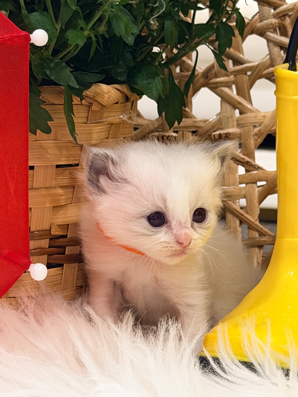 Snowy, an available blue Bicolor Ragdoll kitten at Lapdolls Cattery