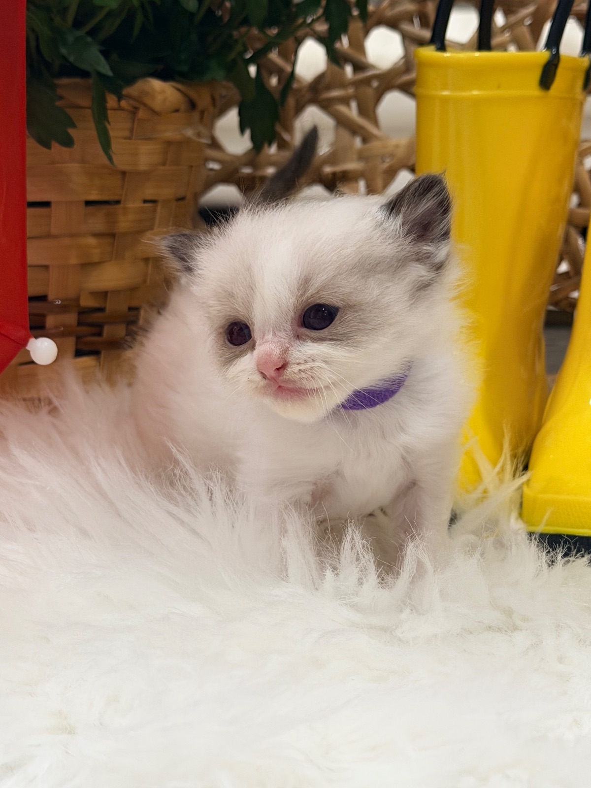 Valentina, an available seal Bicolor Ragdoll kitten at Lapdolls Cattery